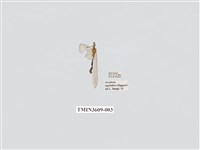 藏品(蟻蛉85)的圖片